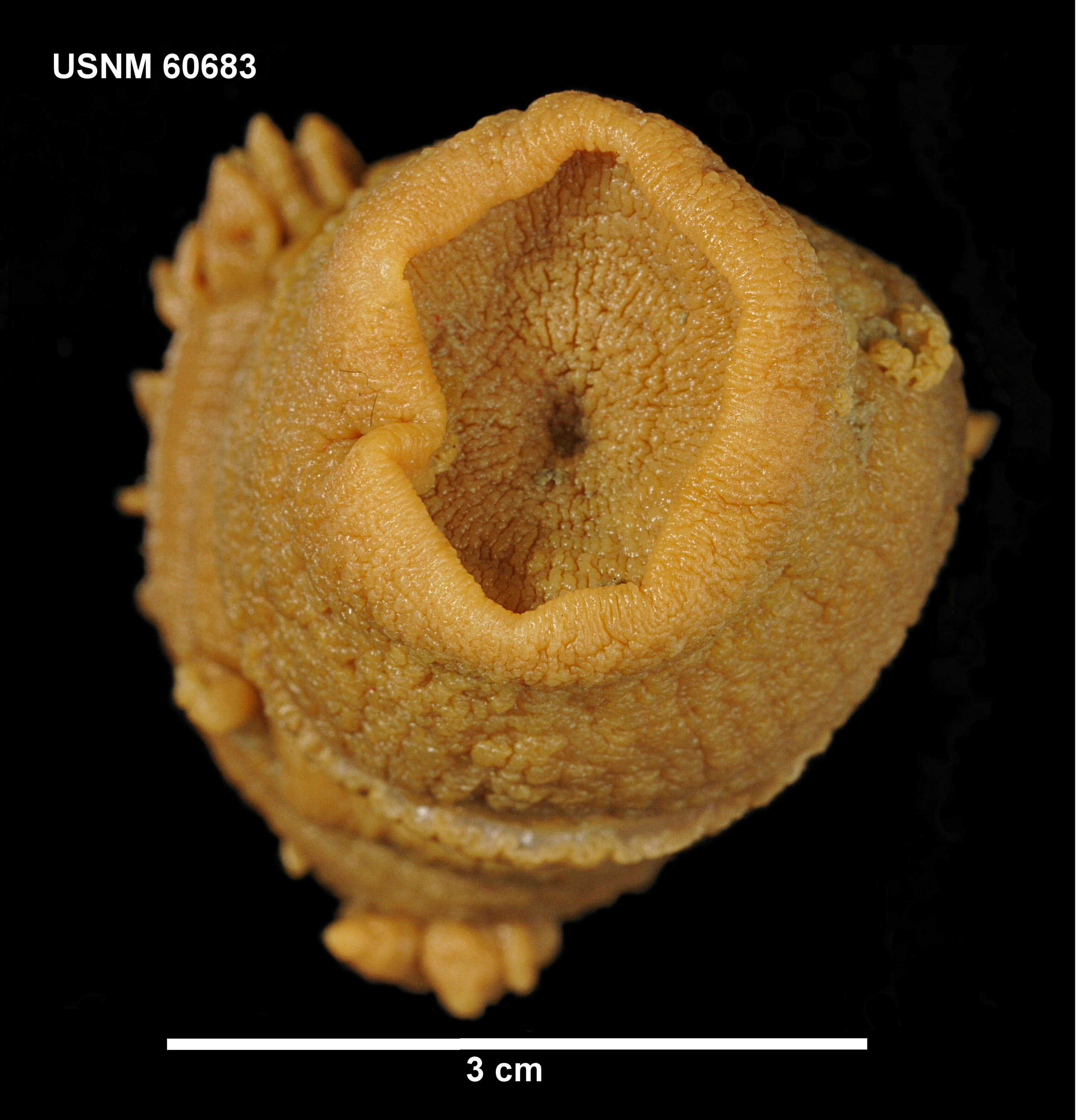 Image of Glyphoperidium bursa Roule 1909