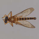 Image of Clephydroneura Becker 1925