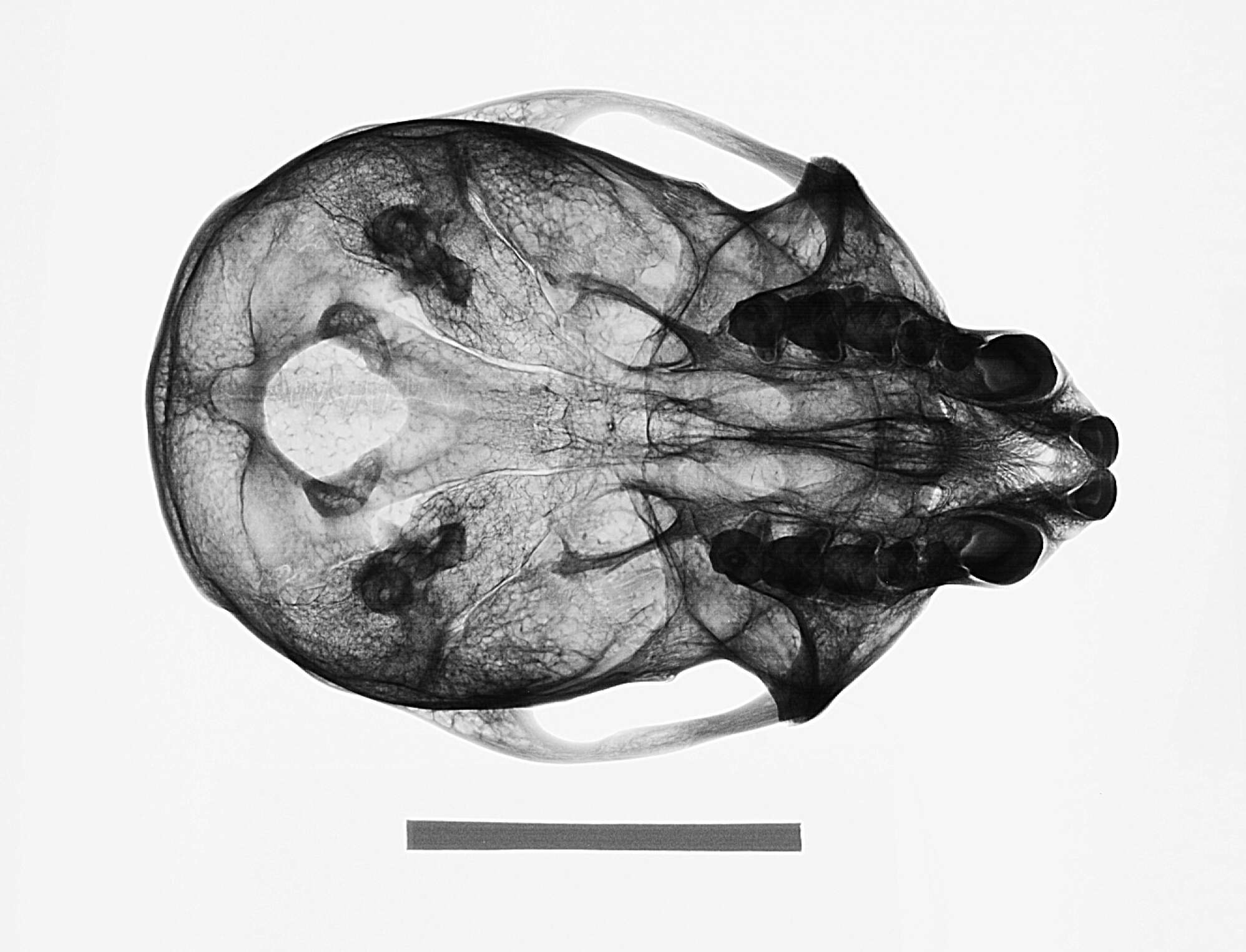 Слика од Cercopithecus mitis stuhlmanni Matschie 1893