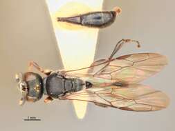 Image of Rhopalum changi Tsuneki 1968