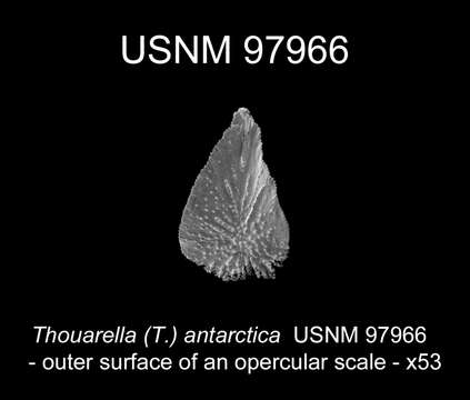 Thouarella (Epithouarella) chilensis Kükenthal 1908的圖片