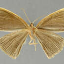 Слика од Leptoctenopsis leucographa Dognin 1906