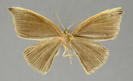 Слика од Leptoctenopsis leucographa Dognin 1906