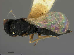 Image of Galeopsomyia nigrocyanea (Ashmead 1886)