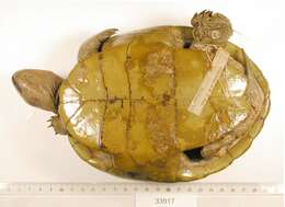 Image of Malaclemys terrapin macrospilota (Hay 1904)