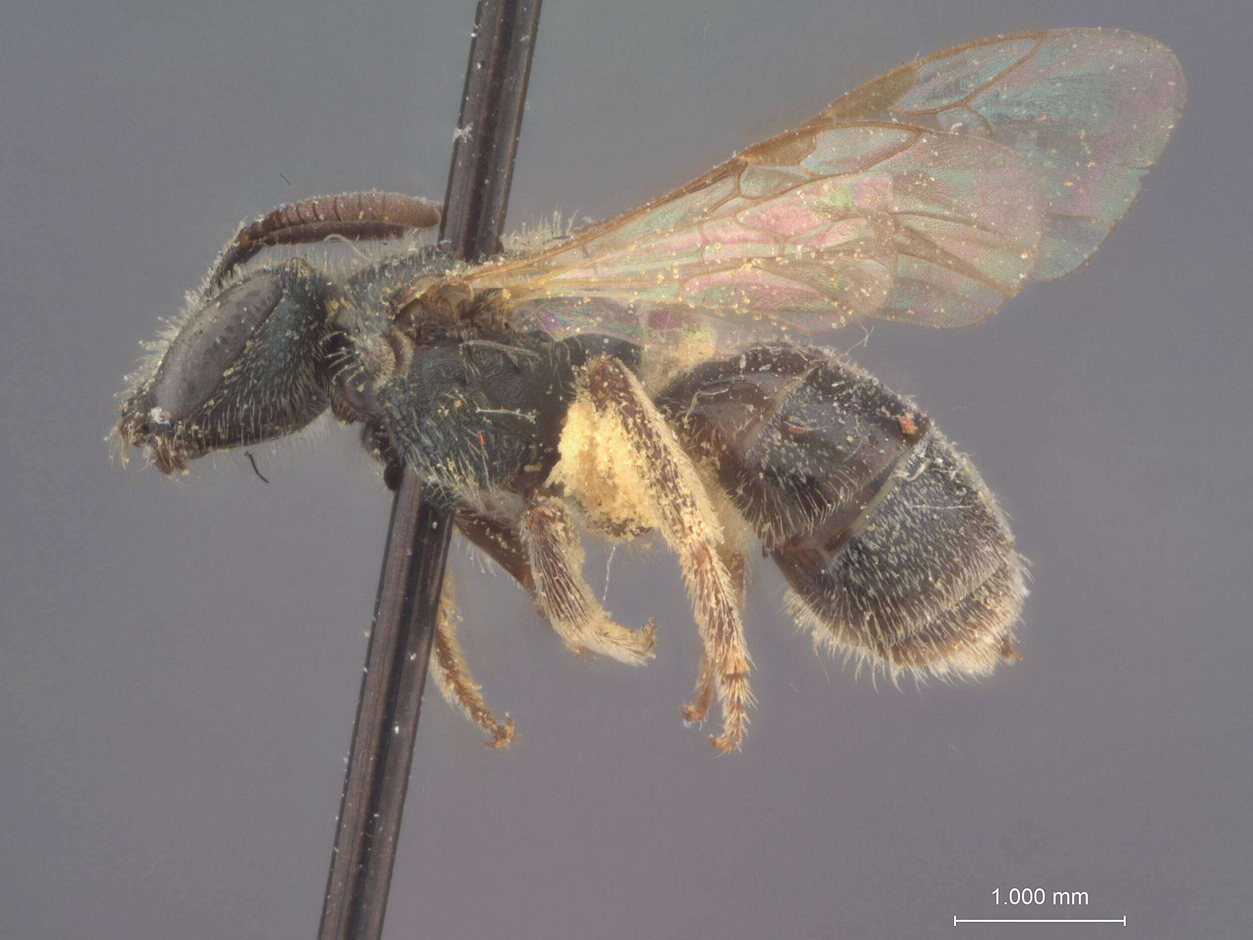 Image of Halictus