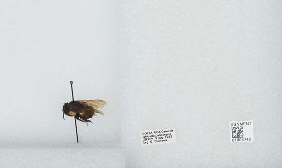 Image of Bombus ephippiatus Say 1837