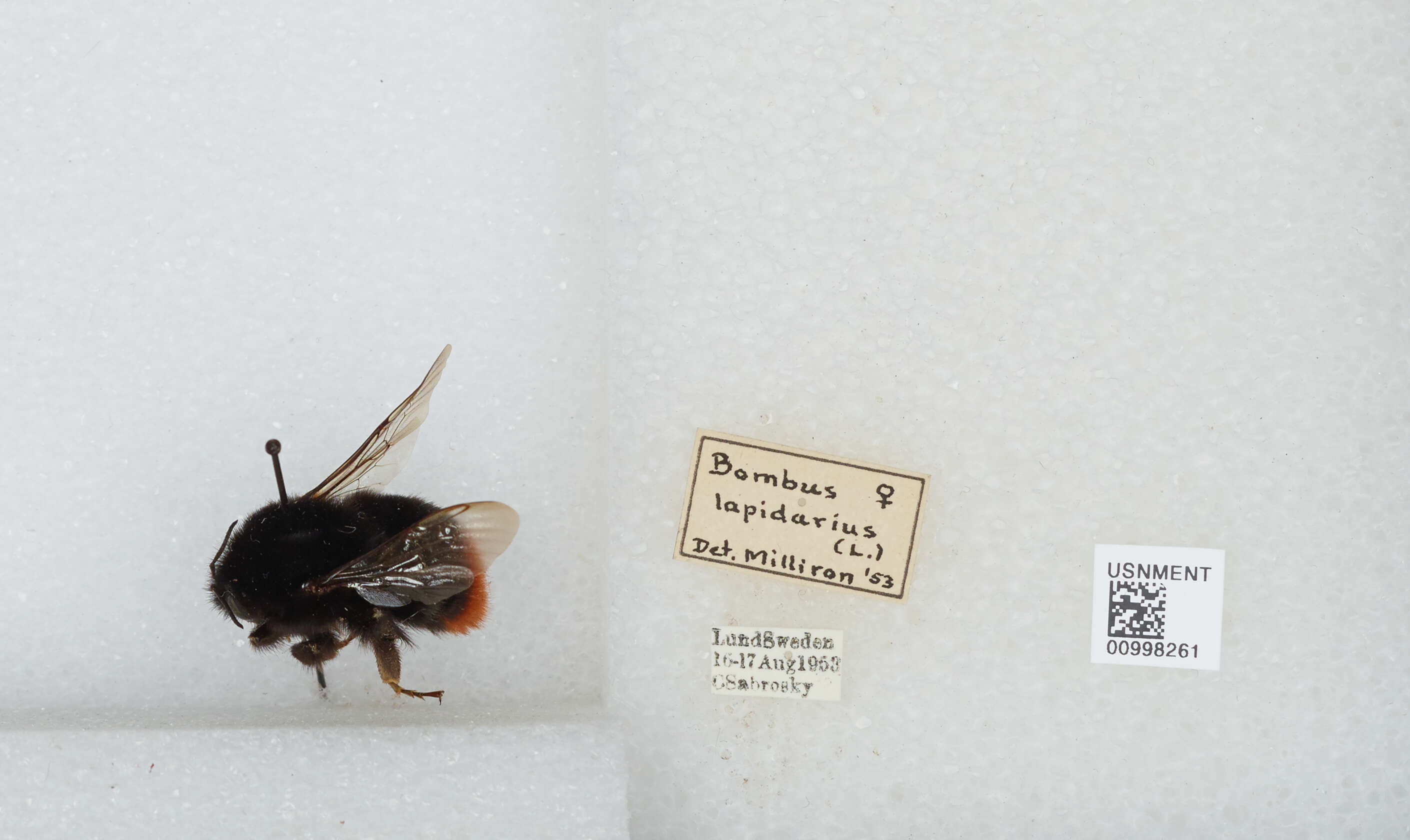 Image of Red tailed bumblebee