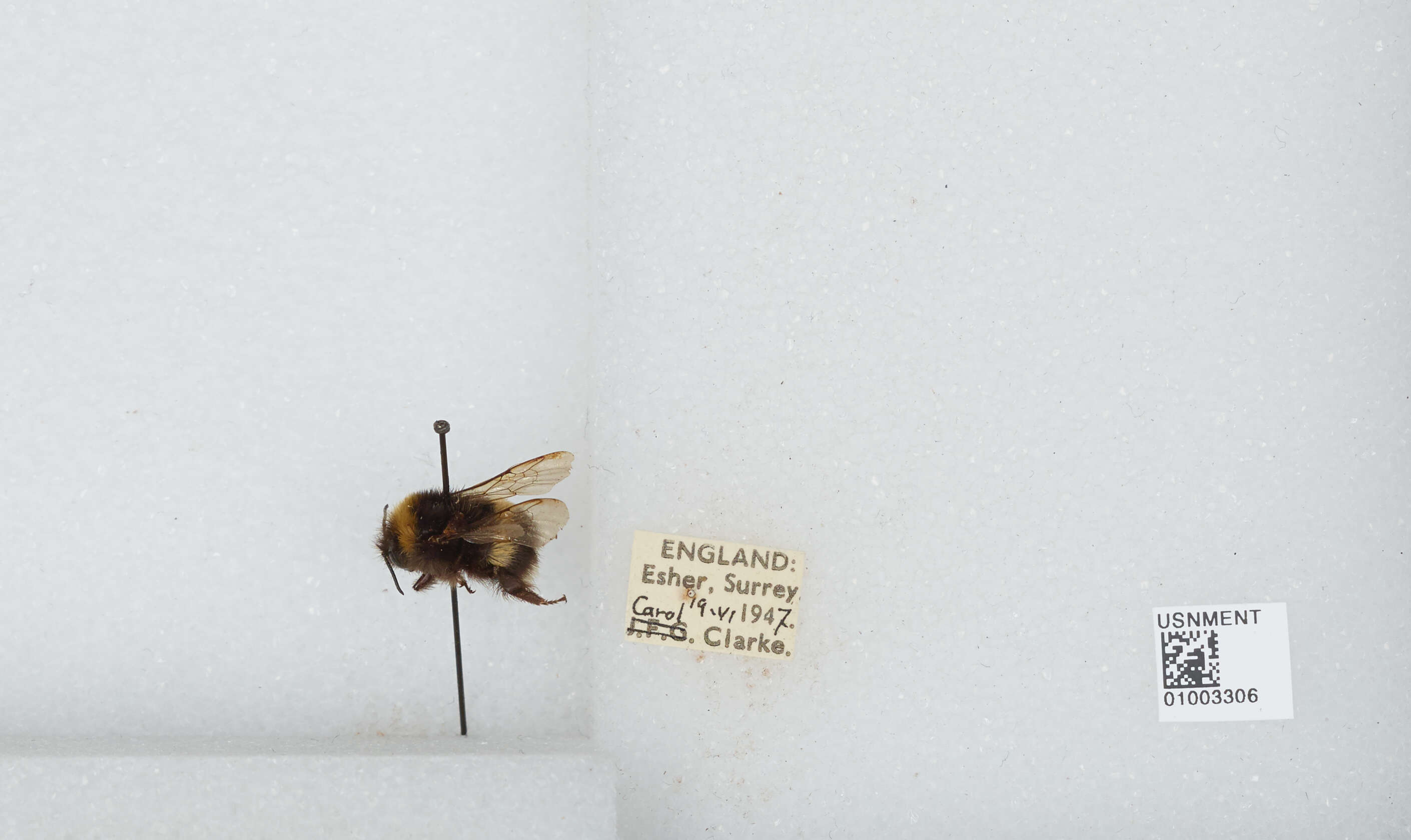 Image of White-tailed bumblebee