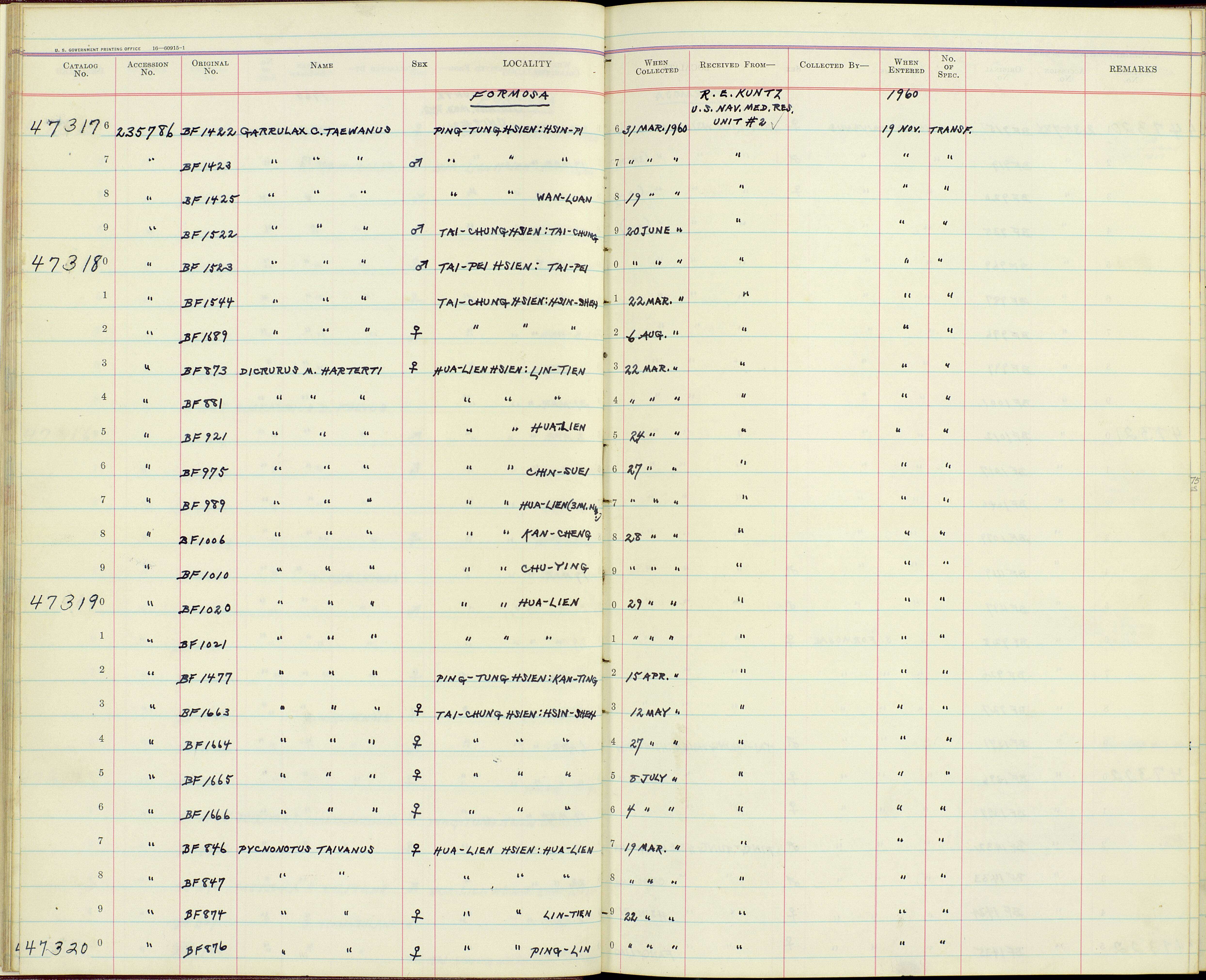 Image de Dicrurus macrocercus harterti Baker & Ecs 1918