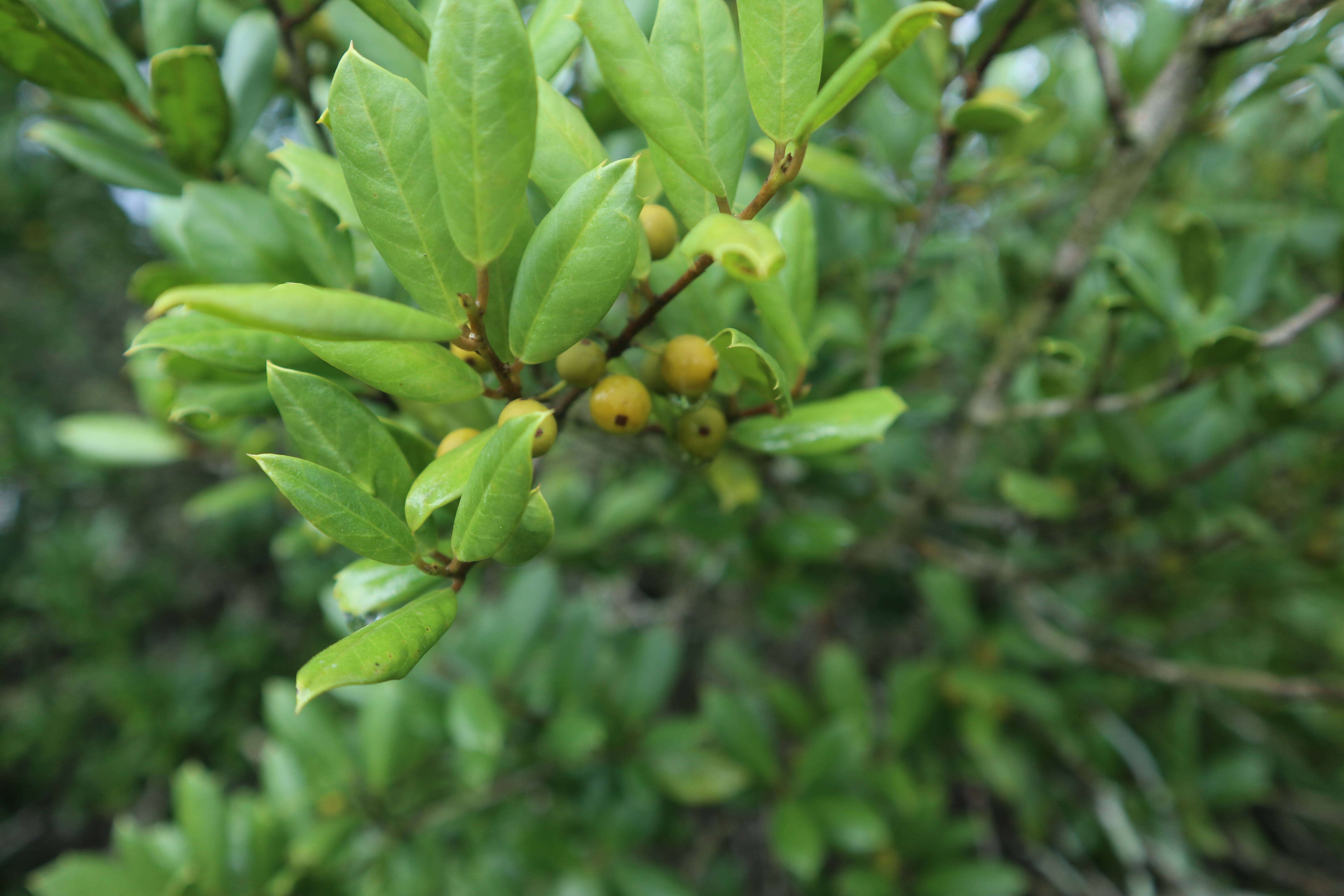 Ilex opaca var. arenicola (Ashe) Ashe resmi