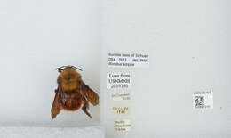 Image of Bombus atripes Smith 1852