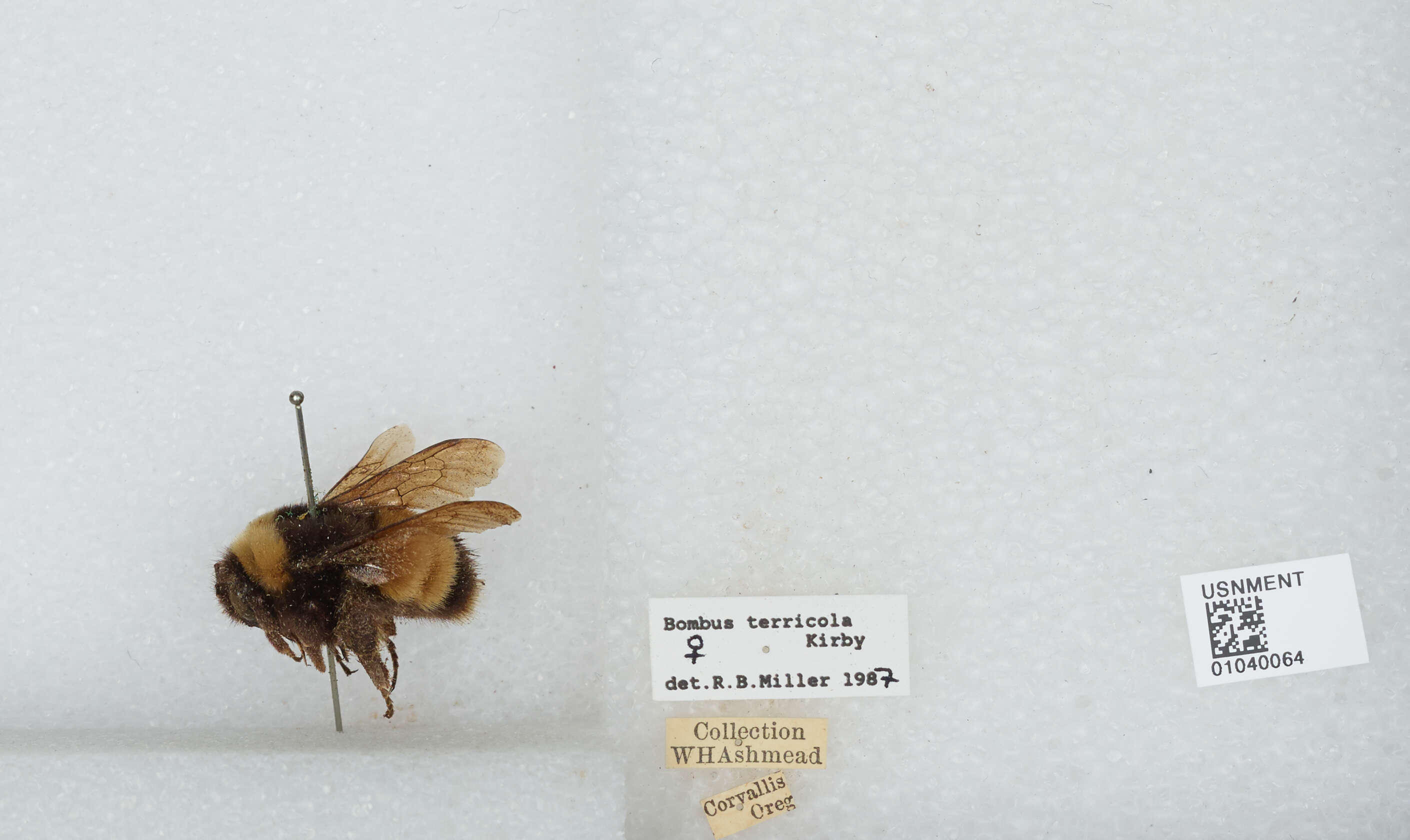 Image of Yellow-banded Bumblebee