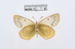 Image of Colias ladakensis Felder & Felder 1865