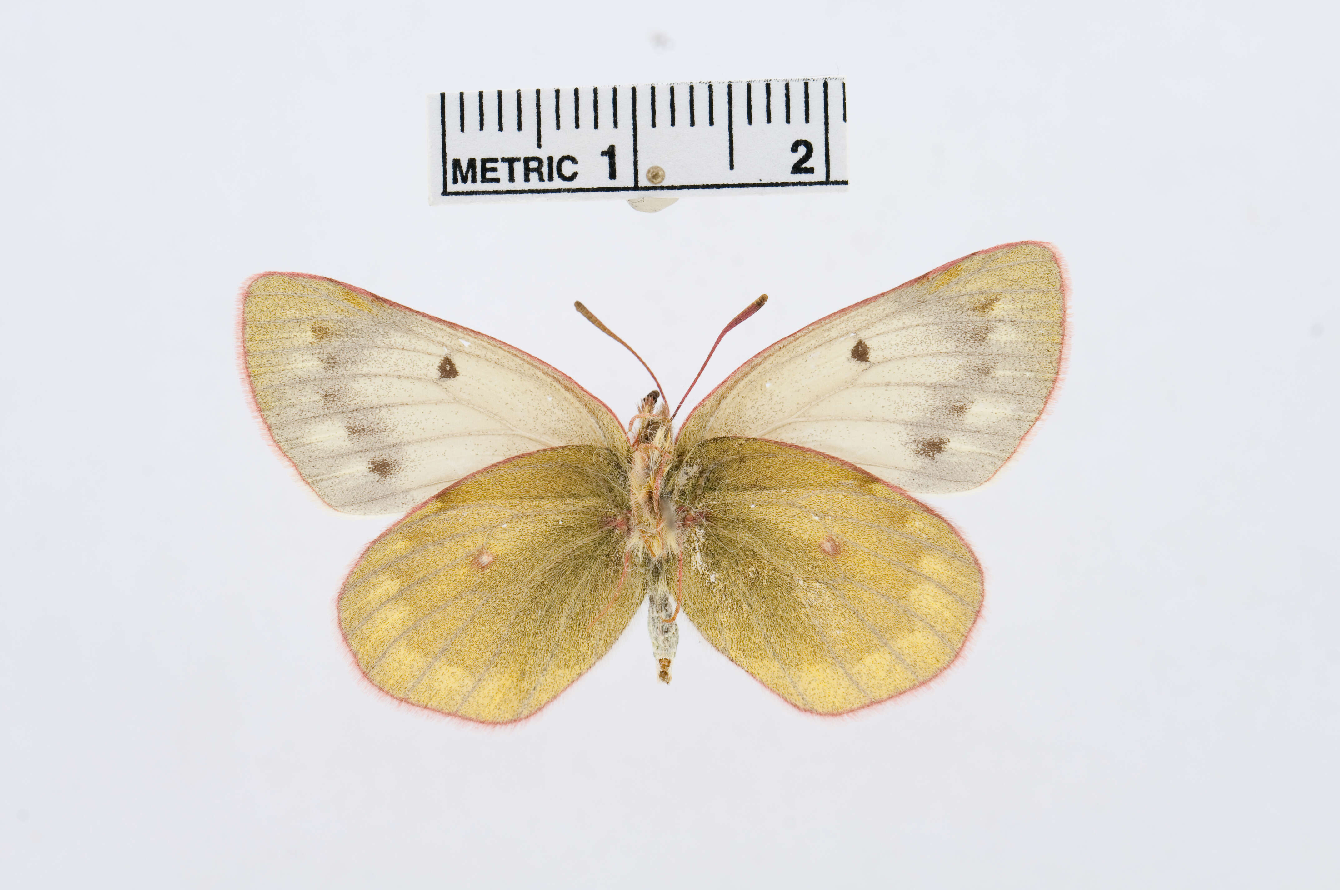 Image of Colias ladakensis Felder & Felder 1865