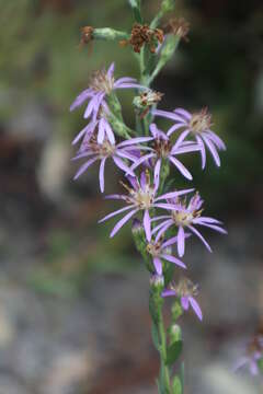 Plancia ëd Symphyotrichum concolor (L.) G. L. Nesom