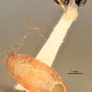 Слика од Catolaccus aeneoviridis (Girault 1911)