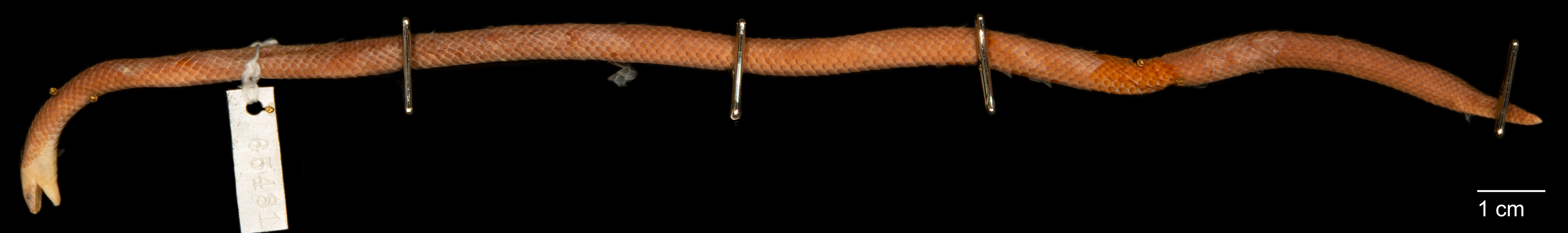 Image of Gray Ground Snake
