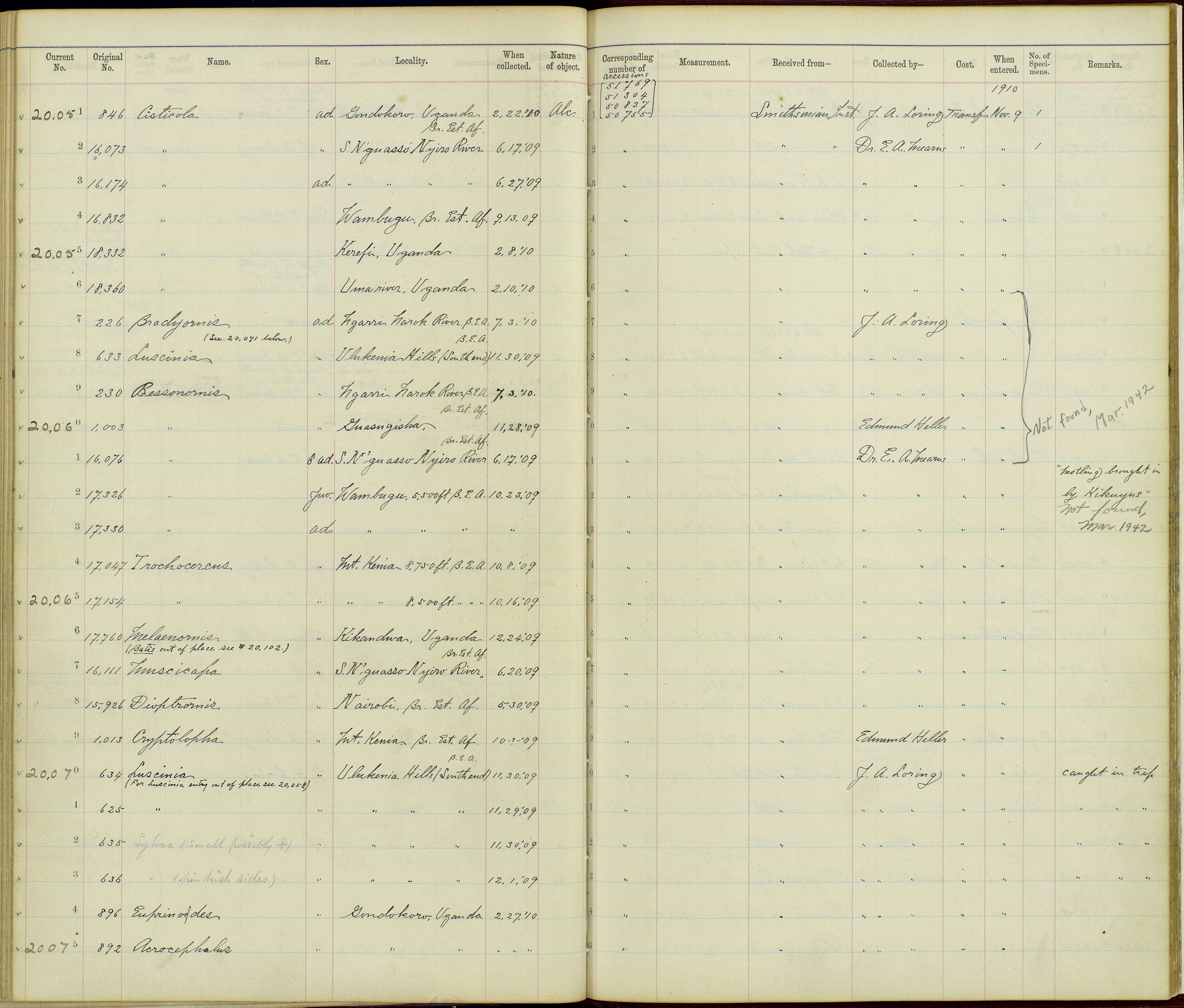 Melaenornis G. R. Gray 1840 resmi