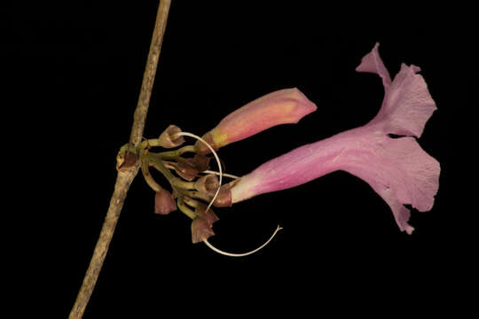 Image of Fridericia mollissima (Kunth) L. G. Lohmann