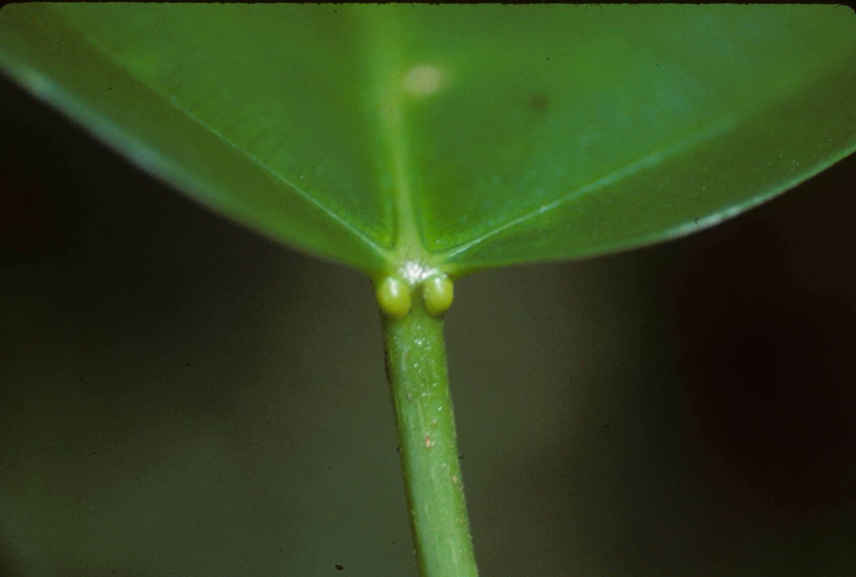 Image of Omphalea diandra L.