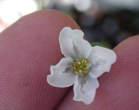 Image of Plakothira parviflora J. Florence