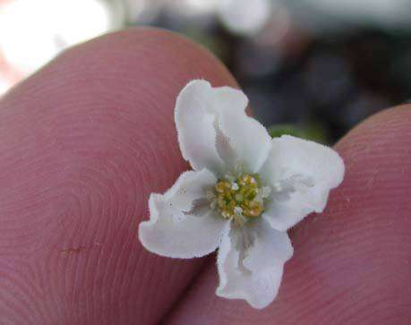 Image de Plakothira parviflora J. Florence