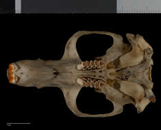 Image of Michoacan pocket gopher