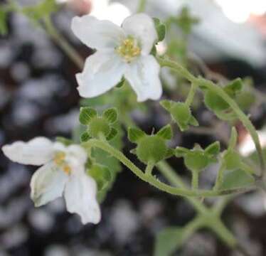 Image de Plakothira parviflora J. Florence