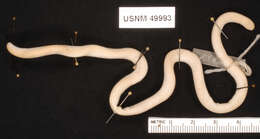 Image of Rose Blind Snake