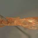 Image of Cryptopteryx columbianus Ashmead 1900