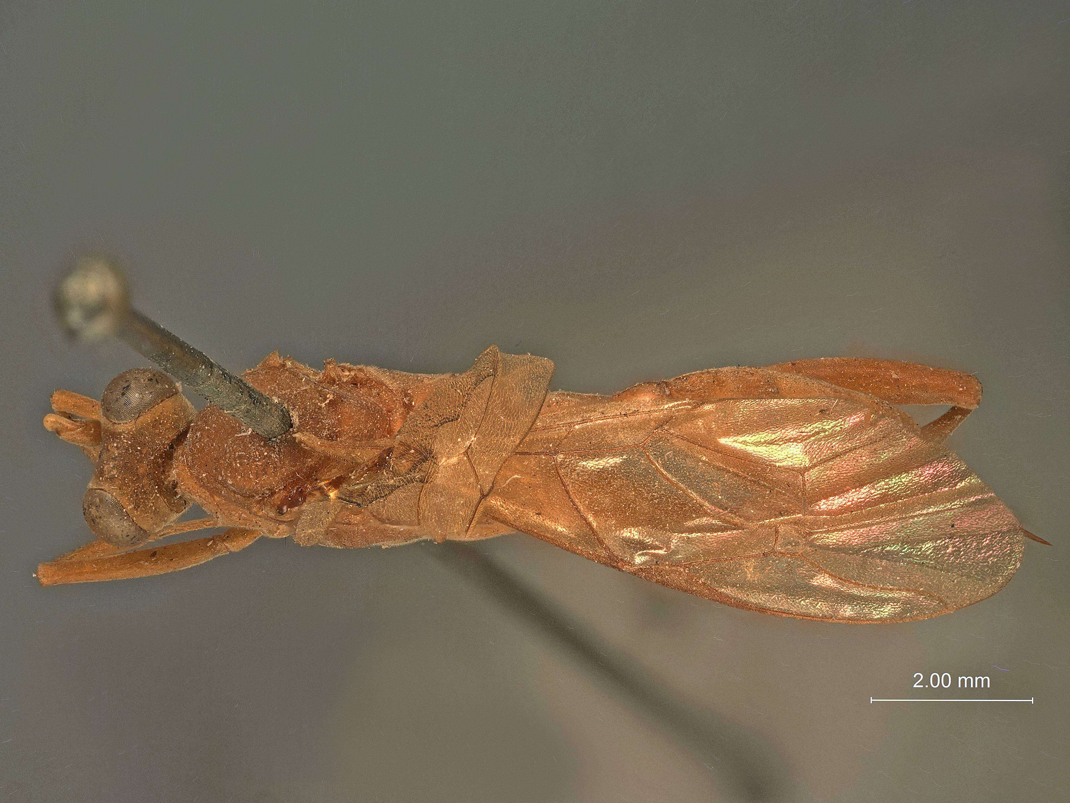 Image of Cryptopteryx