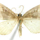 Image of Perizoma aspersa Dognin 1904