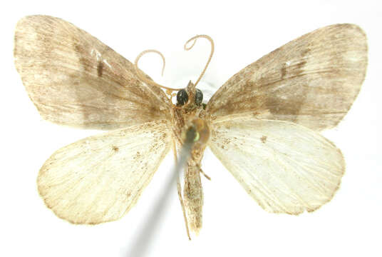 Image of Perizoma aspersa Dognin 1904