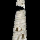 Image of Neoterebra limatula (Dall 1889)