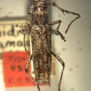 صورة Elaphidion cayamae Fisher 1932