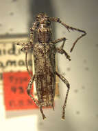 Image of Elaphidion cayamae Fisher 1932