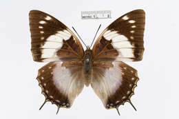 Imagem de Charaxes cithaeron Felder 1859