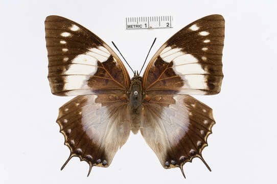 Charaxes cithaeron Felder 1859的圖片