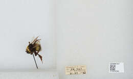 Image of White-tailed bumblebee