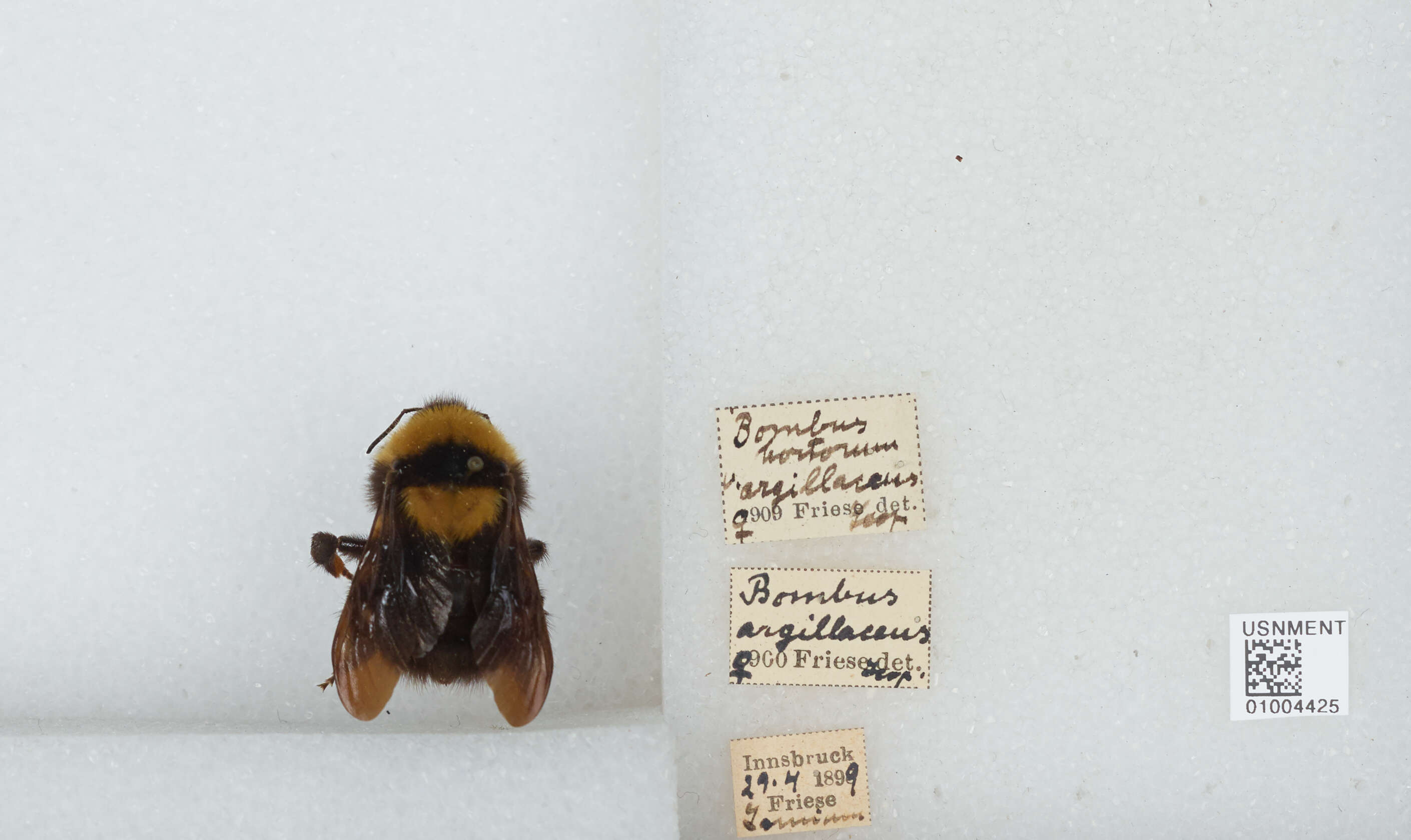 Слика од Bombus argillaceus (Scopoli 1763)