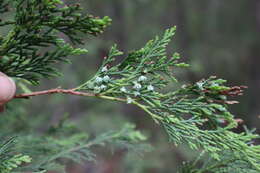 Image of Atlantic White Cedar