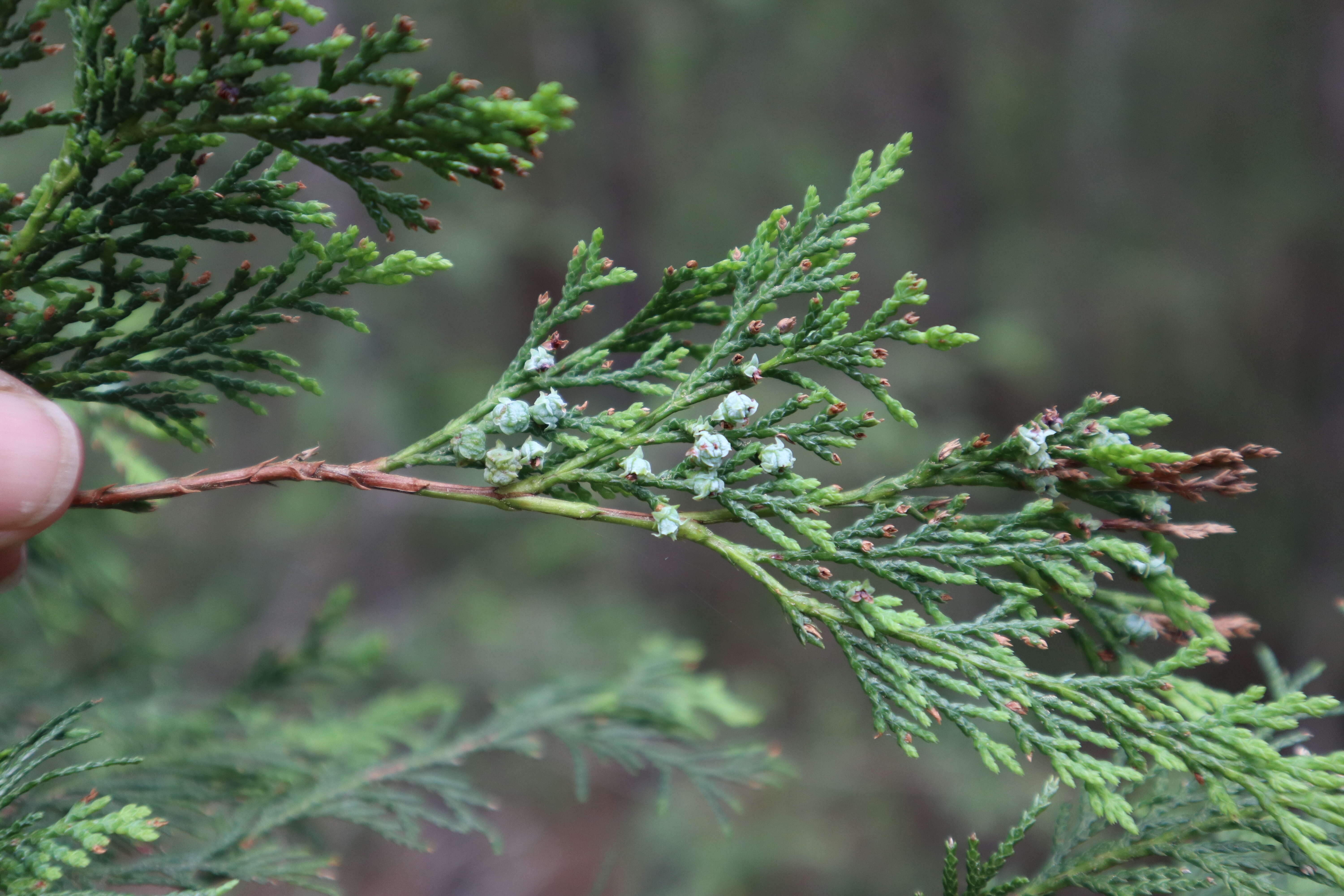 Image of Atlantic White Cedar