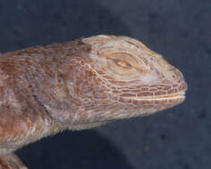 Image of Sceloporus taeniocnemis Cope 1885