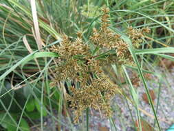 Image of Javanese flatsedge