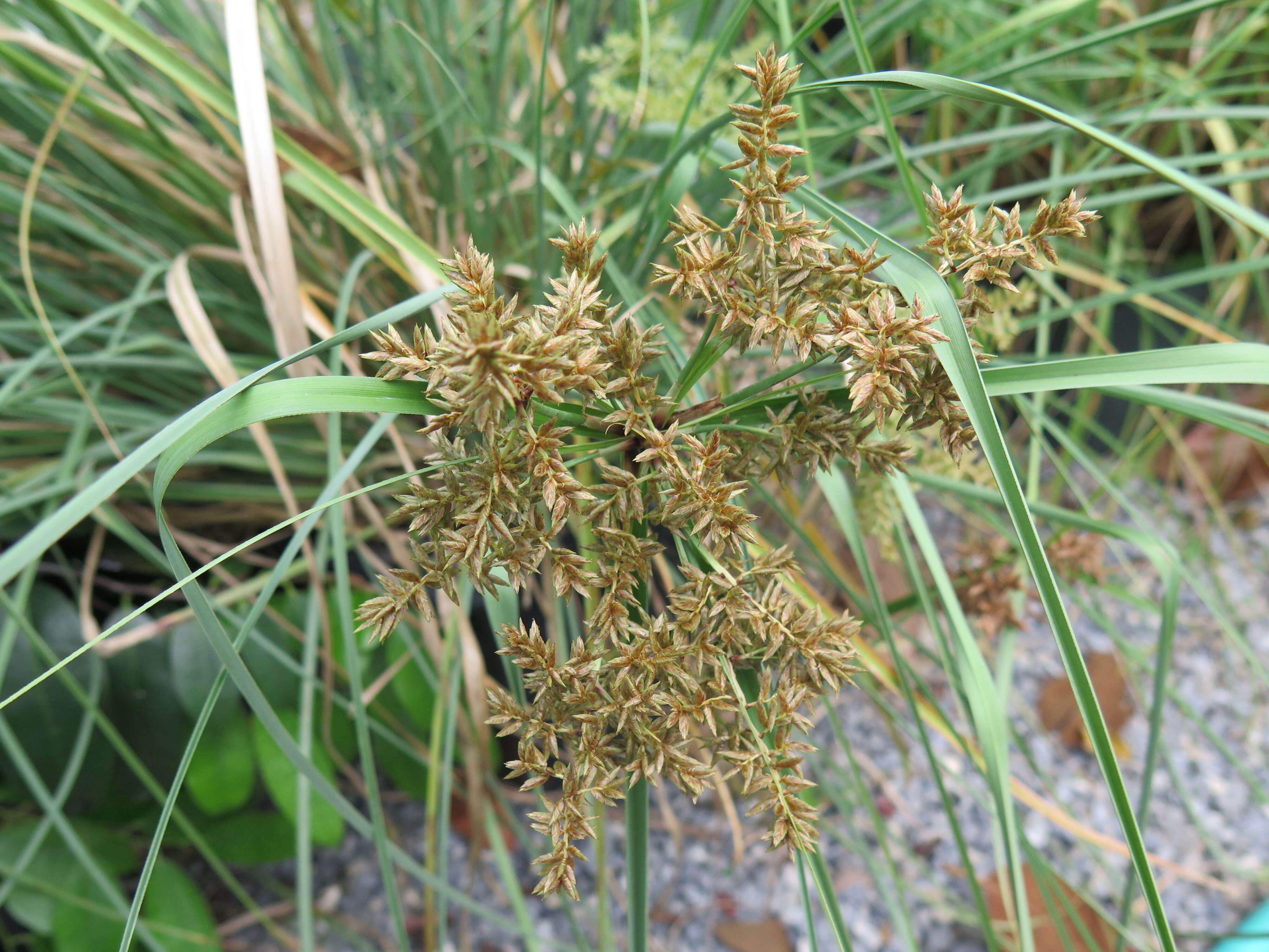 Image of Javanese flatsedge