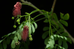 Image of Zapoteca formosa subsp. rosei (Wiggins) H. M. Hern.