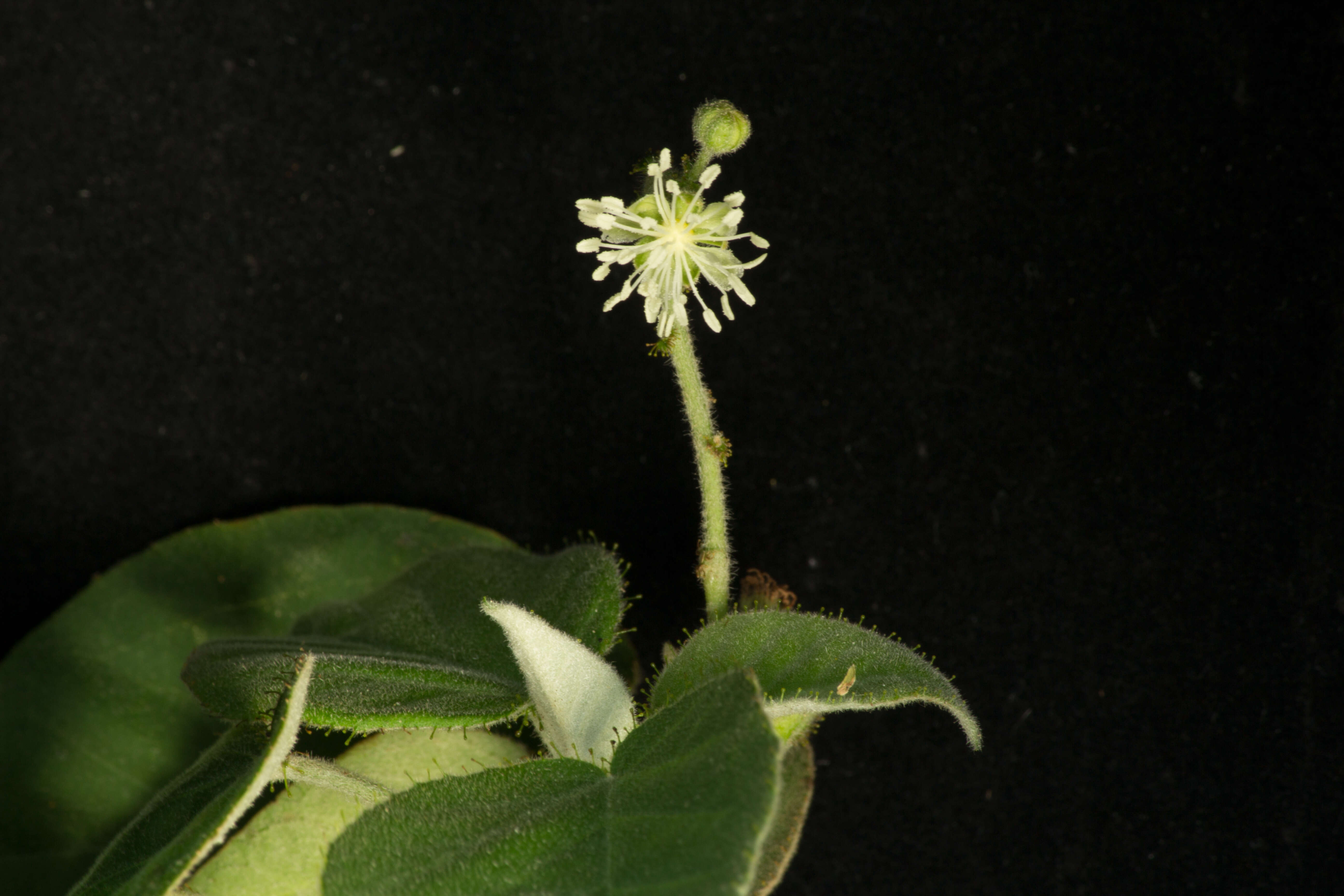 Image of Mexican croton