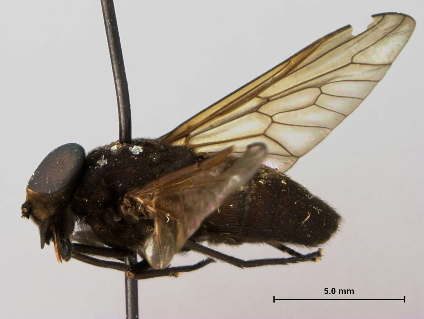 Image of Cydistomyia crepuscularis Oldroyd 1949