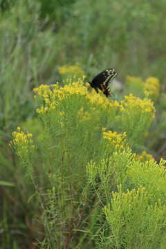 Image of Slender Goldentop